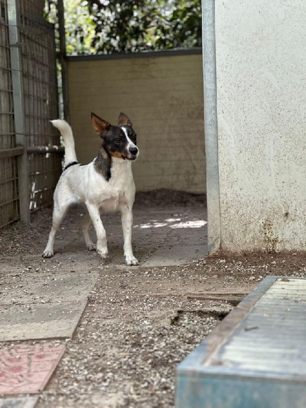 Bonnie: adozione del cuore  Foto 7