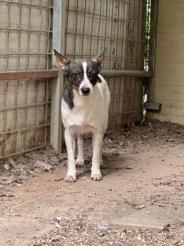 Bonnie: adozione del cuore  Foto 10