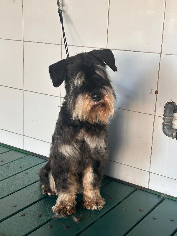 FUOCO, vivace schnauzer nano in adozione Foto 5