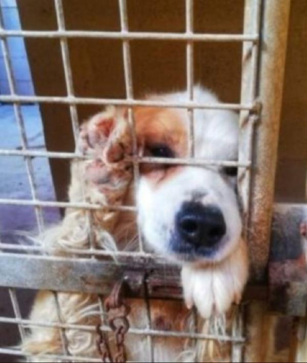 Paco Anziano In Canile Da Anni!! Taranto 