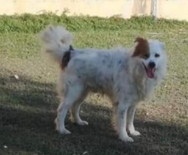 Paco anziano in canile da anni!! TARANTO  Foto 2