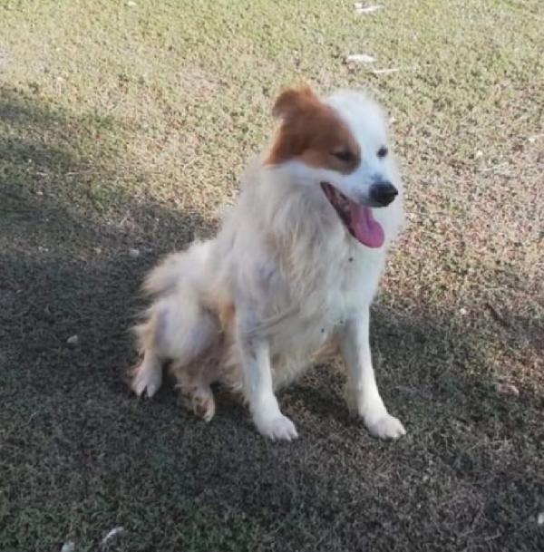 Paco anziano in canile da anni!! TARANTO  Foto 3