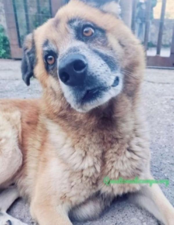 Boris Pastore Super Adulto E Invisibile.salerno