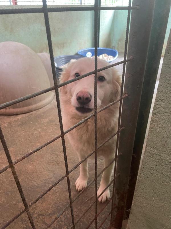 Bianca 4 Anni Taglia Media