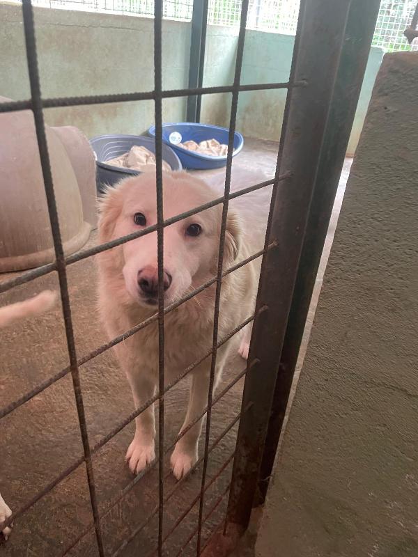 BIANCA 4 ANNI taglia media Foto 2