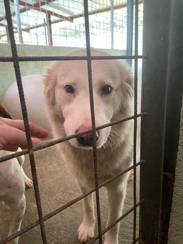 BIANCA 4 ANNI taglia media Foto 4