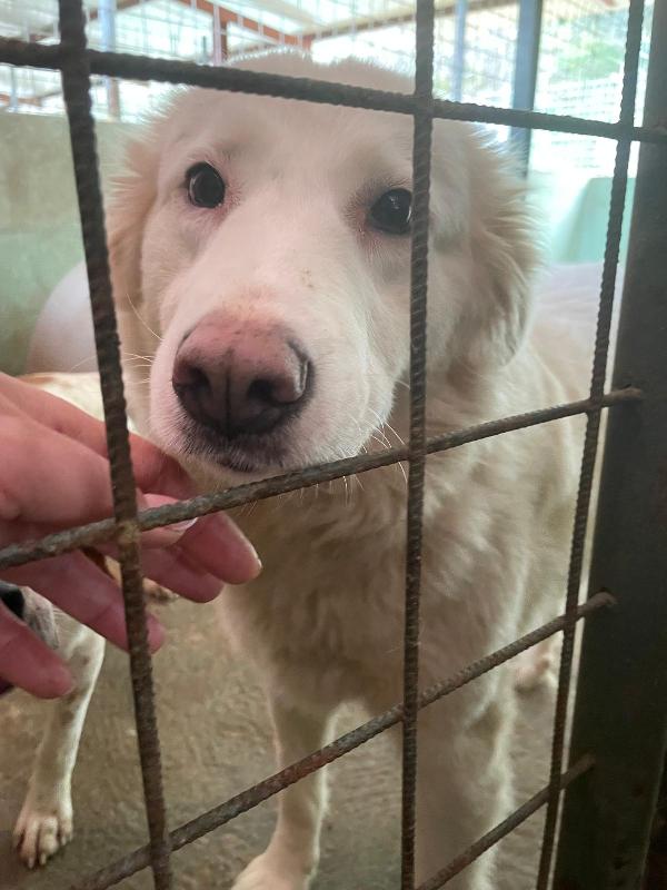 BIANCA 4 ANNI taglia media Foto 5