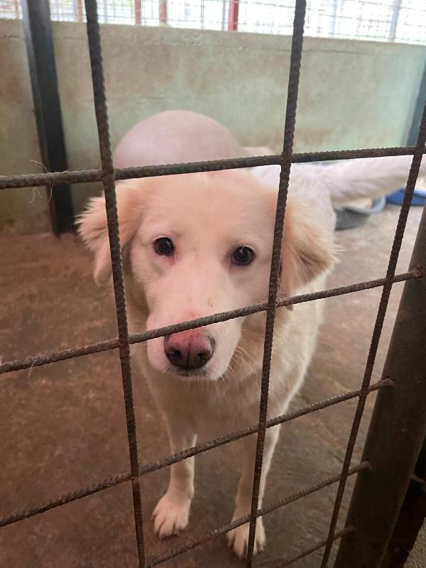 BIANCA 4 ANNI taglia media Foto 6