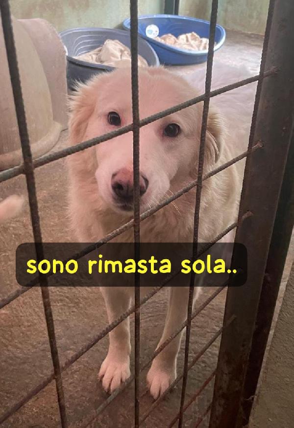 BIANCA 4 ANNI taglia media Foto 7