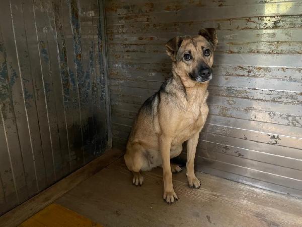 Pulla: adozione del cuore  Foto 2