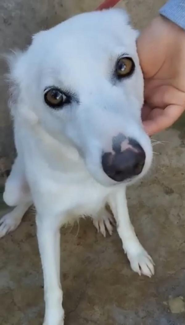 Bianchina giovane,kg13, aspetta da tanto.PALERMO Foto 2