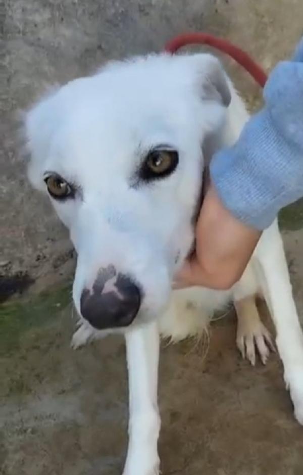 Bianchina giovane,kg13, aspetta da tanto.PALERMO Foto 3