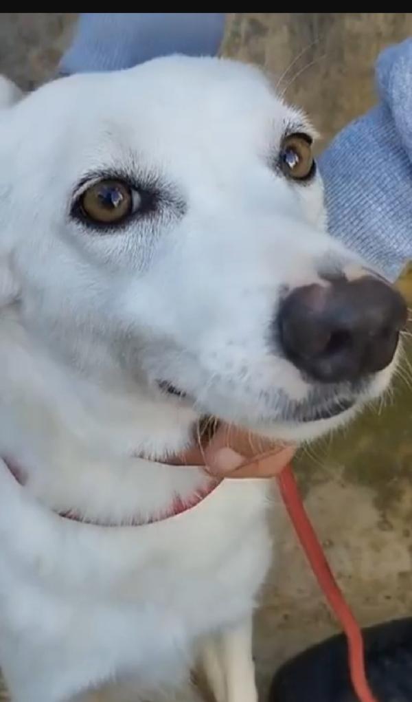 Bianchina giovane,kg13, aspetta da tanto.PALERMO Foto 5