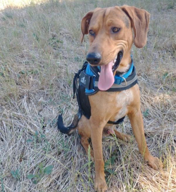 Pippo Quasi 3Anni Salvato Dalla Cattiveria Umana.sud.