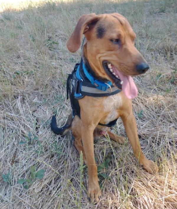 Pippo quasi 3anni salvato dalla cattiveria umana.SUD. Foto 2