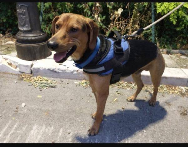 Pippo quasi 3anni salvato dalla cattiveria umana.SUD. Foto 3