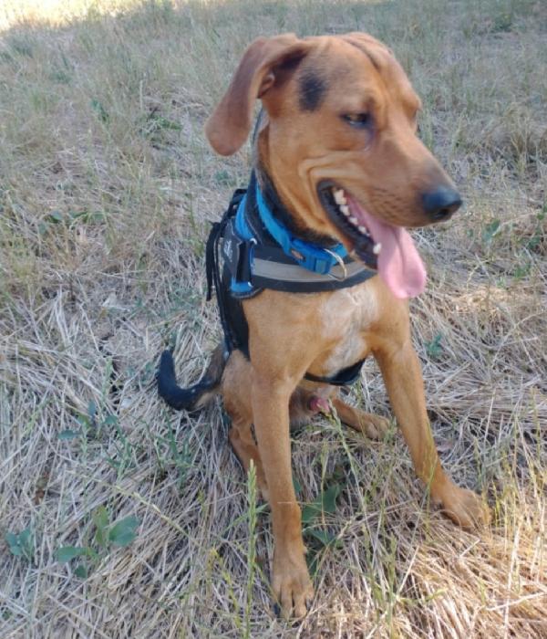 Pippo quasi 3anni salvato dalla cattiveria umana.SUD. Foto 4