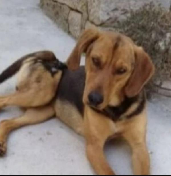 Pippo quasi 3anni salvato dalla cattiveria umana.SUD. Foto 5