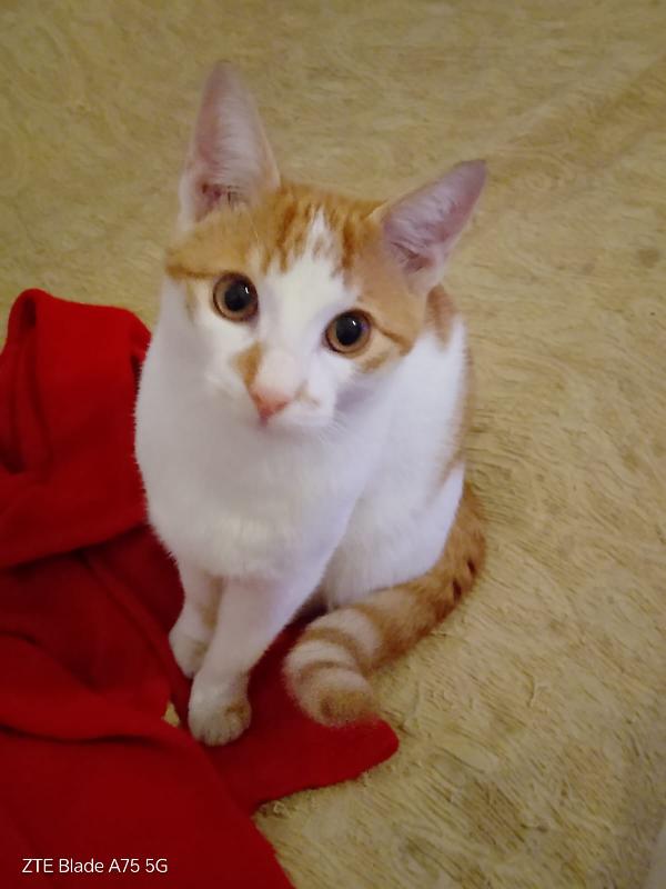 ARTU' - gattino di 10 mesi Foto 2