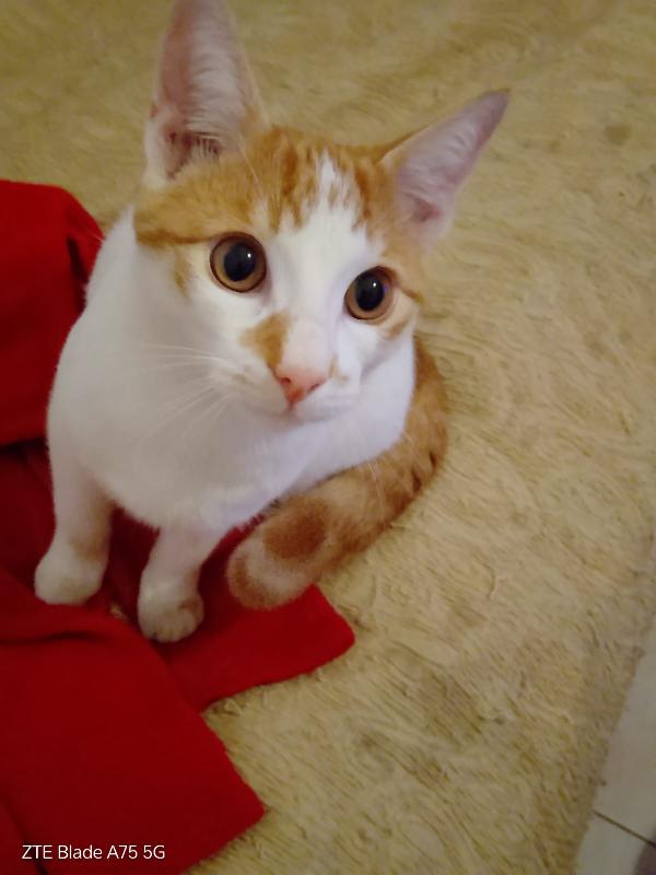 ARTU' - gattino di 10 mesi Foto 3