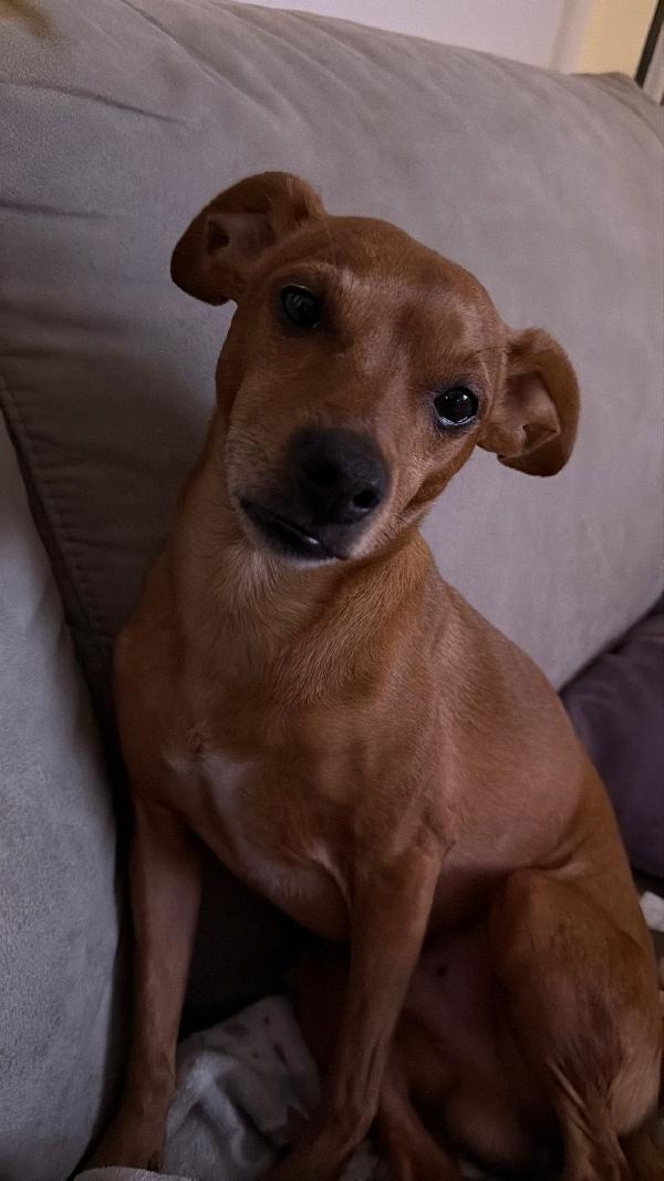 Pinscher Color Miele 6Anni Kg6 Milano 