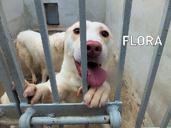 Flora, Taglia Medio-Piccola