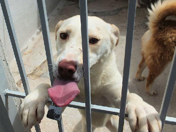 Flora, taglia medio-piccola Foto 2