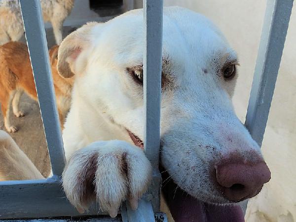 Flora, taglia medio-piccola Foto 3