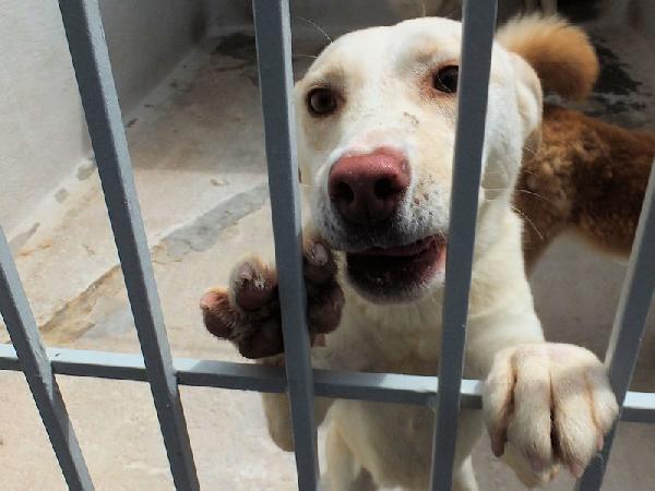 Flora, taglia medio-piccola Foto 4