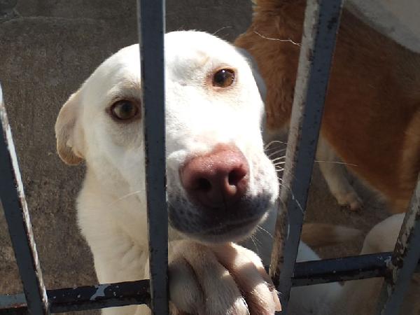 Flora, taglia medio-piccola Foto 5