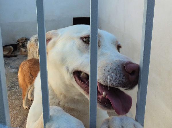 Flora, taglia medio-piccola Foto 6