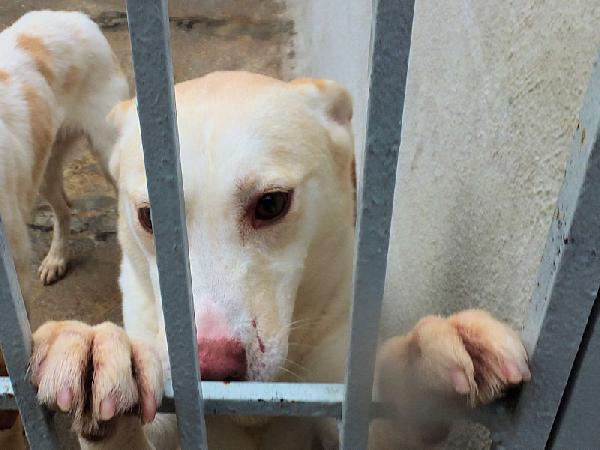 Flora, taglia medio-piccola Foto 7