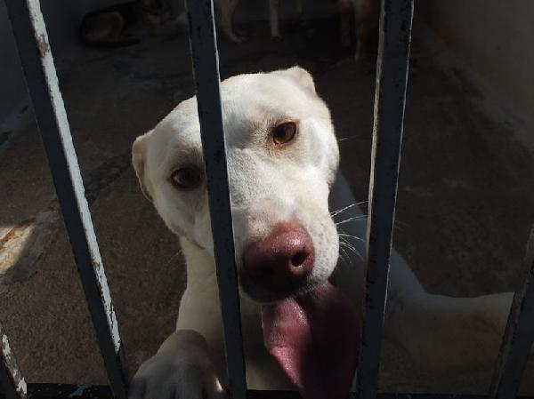 Flora, taglia medio-piccola Foto 9