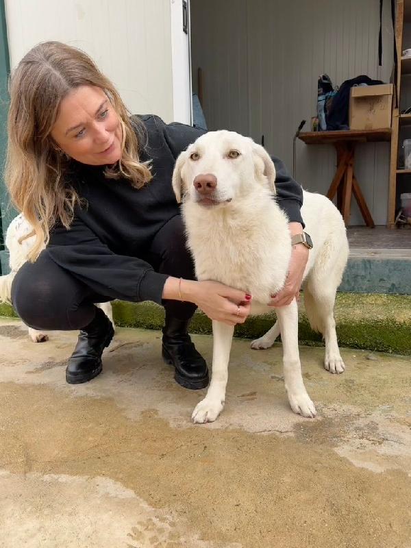 Chiara Splendida Giovanotta Simil Labrador Cerca Casa 