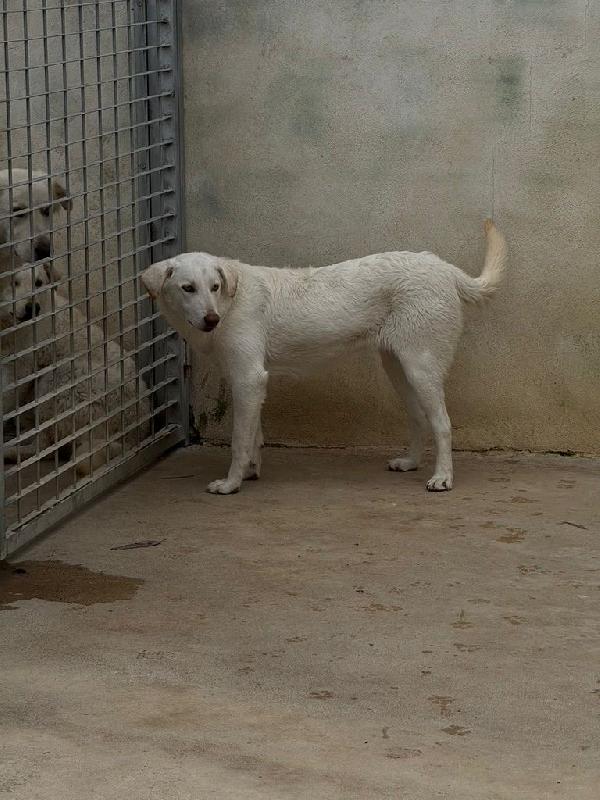 Chiara splendida giovanotta simil Labrador cerca casa  Foto 2