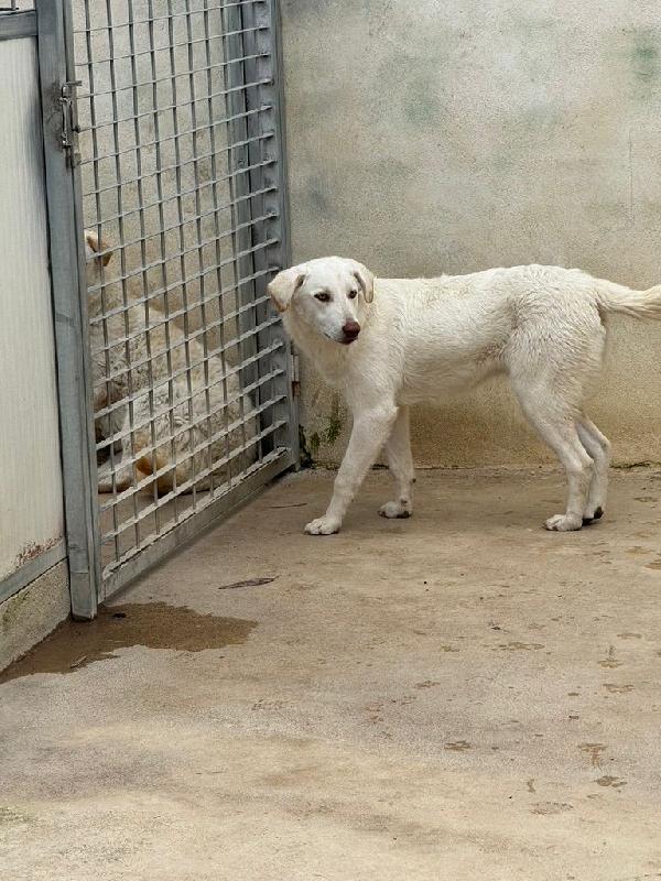 Chiara splendida giovanotta simil Labrador cerca casa  Foto 4
