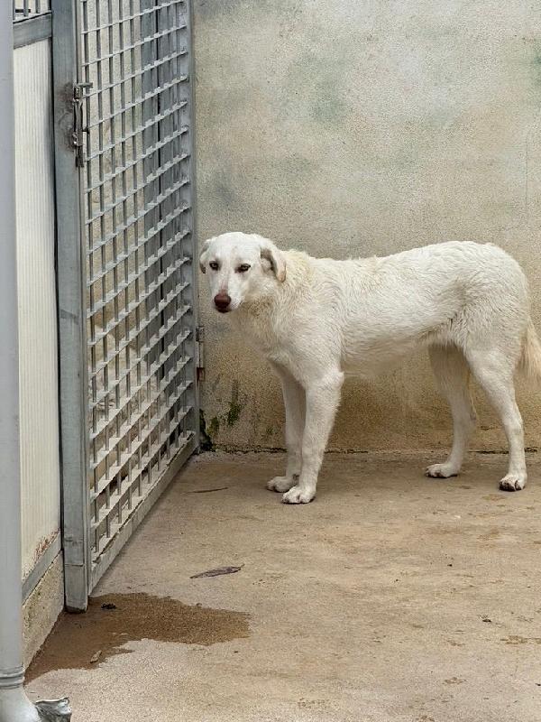 Chiara splendida giovanotta simil Labrador cerca casa  Foto 5