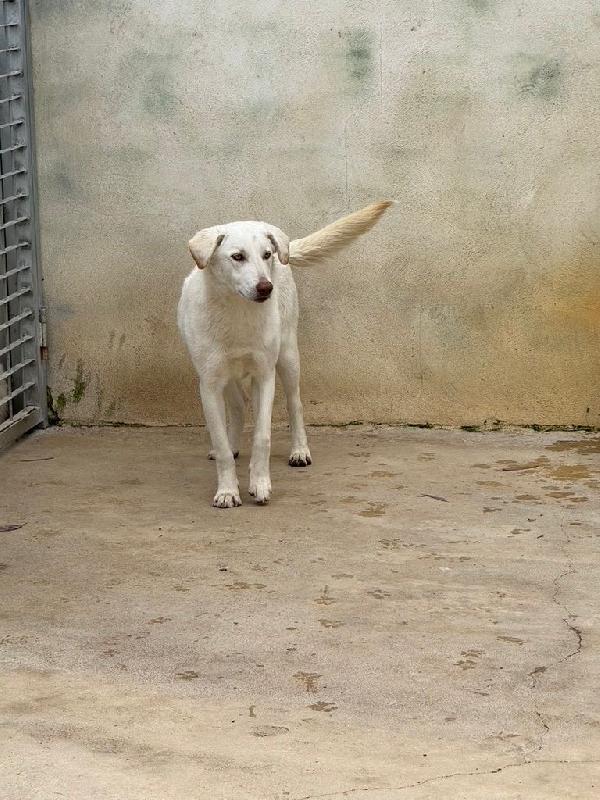 Chiara splendida giovanotta simil Labrador cerca casa  Foto 6