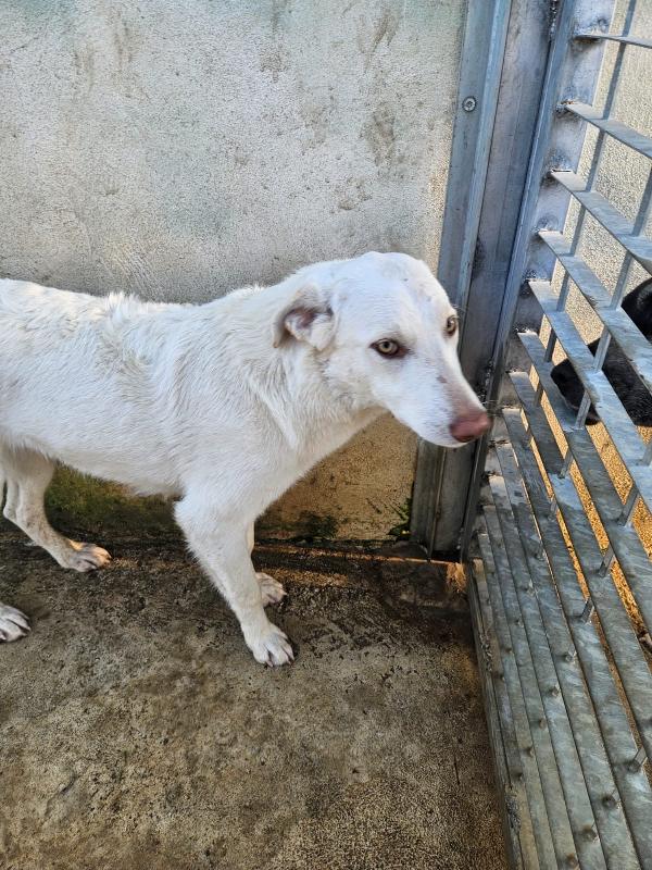Chiara splendida giovanotta simil Labrador cerca casa  Foto 7