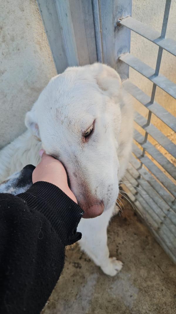 Chiara splendida giovanotta simil Labrador cerca casa  Foto 8