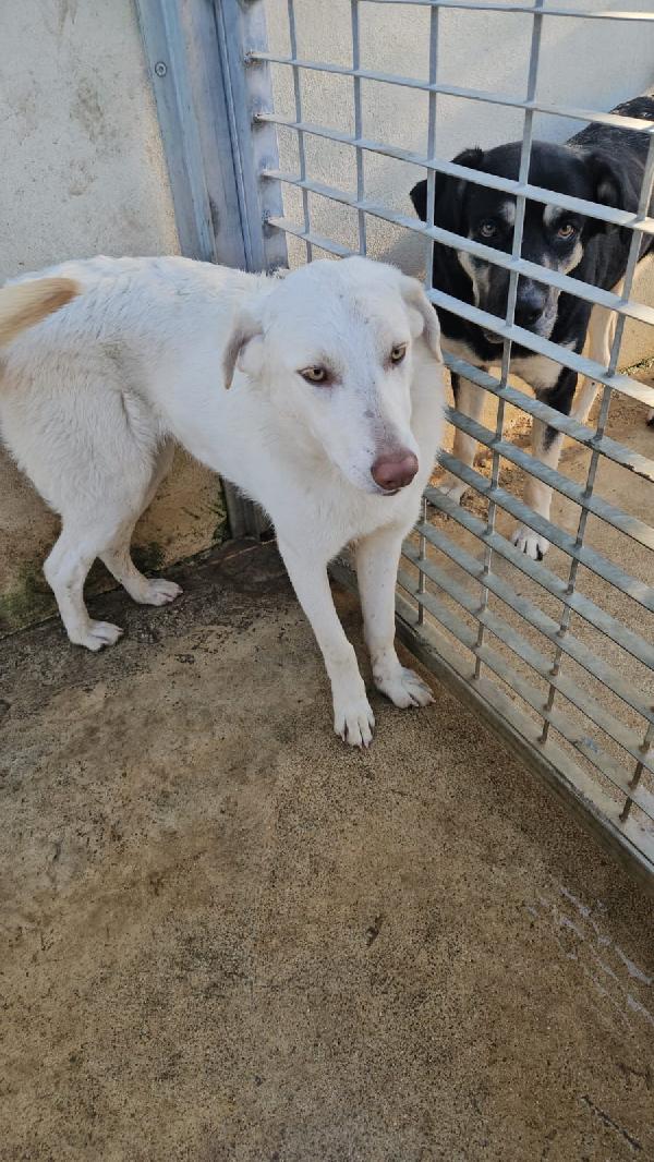 Chiara splendida giovanotta simil Labrador cerca casa  Foto 9