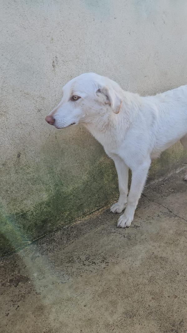 Chiara splendida giovanotta simil Labrador cerca casa  Foto 10
