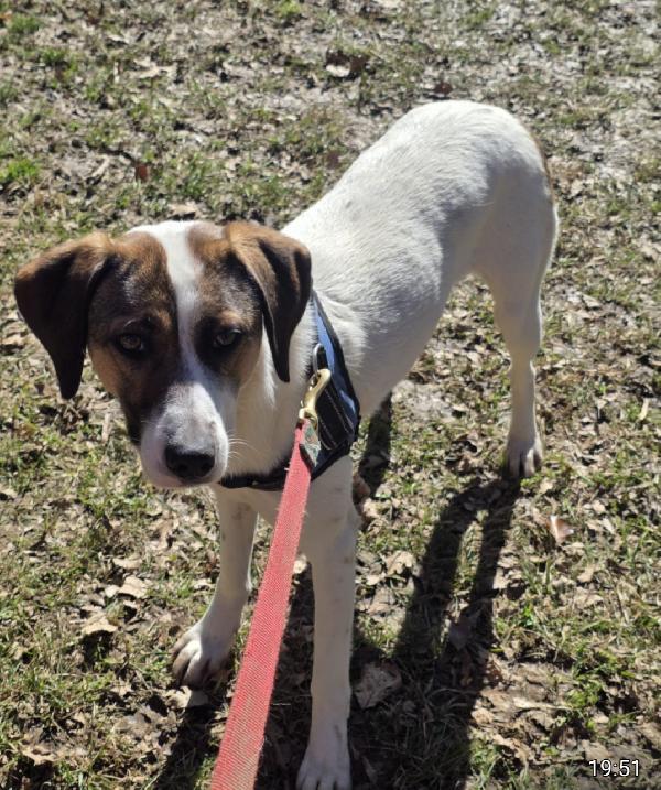 Macky Femmina 15Mesi Tg Media Salvata.bergamo