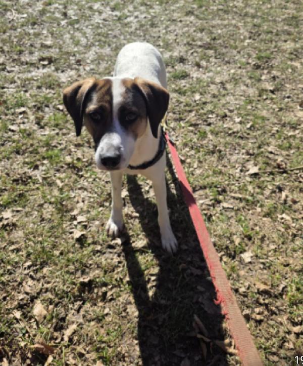 Macky femmina 15mesi tg media salvata.BERGAMO Foto 3