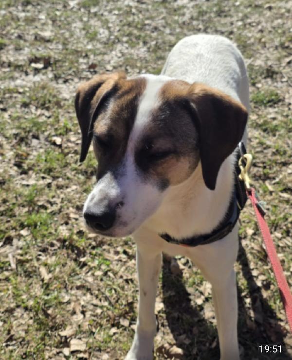 Macky femmina 15mesi tg media salvata.BERGAMO Foto 4