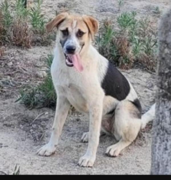 Sofia Meno Di 2Anni Nessuno Ha Chiamato X Lei,In Canile 