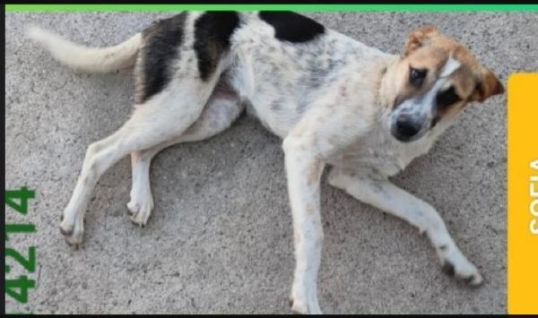 Sofia meno di 2anni nessuno ha chiamato x lei,in canile  Foto 2