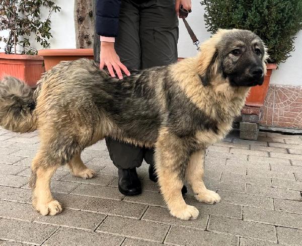 Roma Cucciola Pastore Del Caucaso