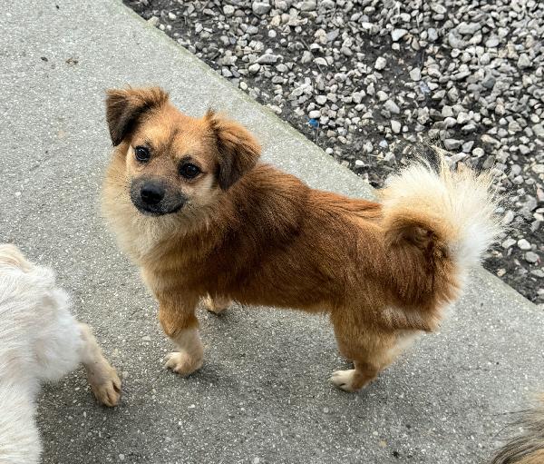 Cornelio 1 anno taglia piccola  Foto 3