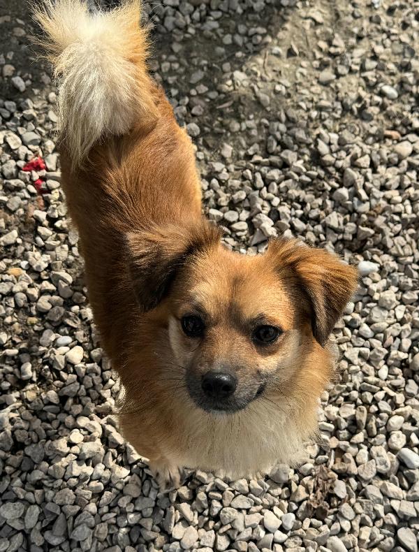 Cornelio 1 anno taglia piccola  Foto 4